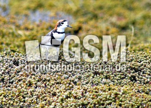 Sandregenpfeifer (1 von 2).jpg